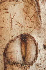 Letters scratched on the bark of a tree