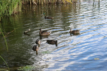 
Wild ducks swim in a pond. Clouds are reflected in the river in the evening during sunset. Aquatic plants grow on water