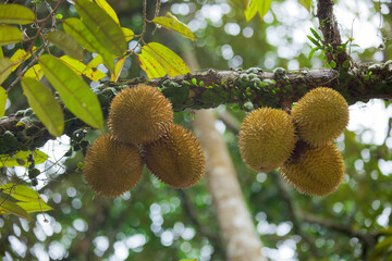 stinky asian fruits durian growing on a tree branch, closeup