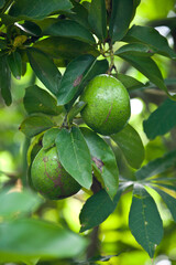 green avocado closeup growing on a tree branch in a wild