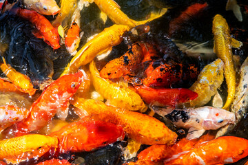 Koi fish in the lake