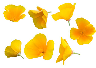 many yellow flowers isolated on white background