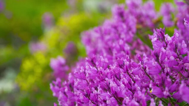 At the beginning of summer, large bushes of Greater Polygala color the plain of Campo Imperatore