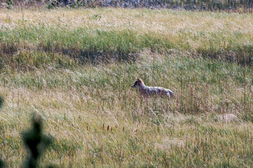Coyote (Canis latrans) in Yellowstone National Park, USA