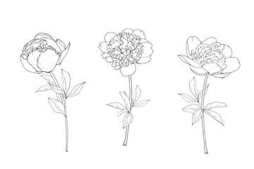 Set with contour flowers peony, branch and leaves. Isolated on white background. Hand drawn. For floral design, prints, greeting card, textiles, invitations. Vector stock illustration.