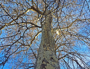 A bare tree with long branches, lit by the sun.