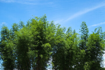 Clump of top green leaves bamboo trees in the garden with blue sky.