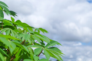 Group fresh green leaves on a branch of cassava or manioc or tapioca trees in fram agriculture with white cloudy close-up.