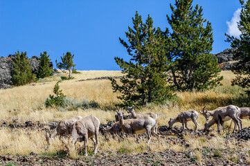 Bighorn (Ovis canadensis) in Yellowstone National Park, USA