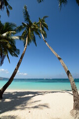Palms on White Beach. Boracay island. Western Visayas. Philippines