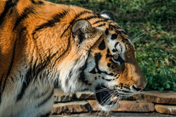 Siberian Tiger (Panthera tigris altaica)