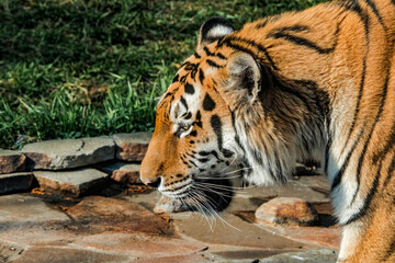 Siberian Tiger (Panthera tigris altaica)