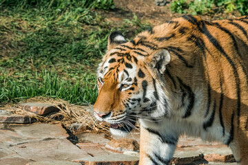 Siberian Tiger (Panthera tigris altaica)