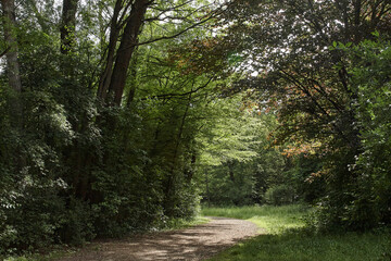 Forest path between lights and color.