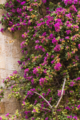Fototapeta na wymiar Bougainvillea - Beautiful pink flowers and light wall