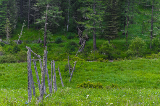 fallen fence in the green forest. Altai Mountain 
