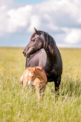 Cute little adorable horse foal in sunset on meadow. Fluffy beautiful healthy little horse filly.