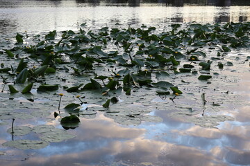 Clouds are reflected in the river in the evening during sunset. Water plants grow on the water.