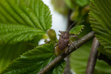 Hazelnut weevil, Curculio nucum, on the leaves of hazelnut © spritnyuk