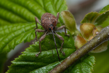 Hazelnut weevil (Curculio nucum) on the leaves of hazelnut © spritnyuk