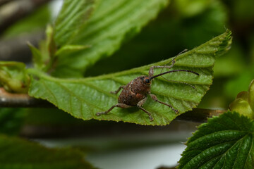 Hazelnut weevil (Curculio nucum) on the leaves of hazelnut © spritnyuk