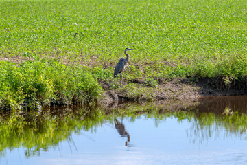 Great blue heron on river bank