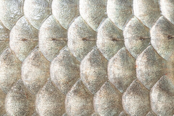 Macro shot of roach fish skin, natural texture, lateral line is seen - obrazy, fototapety, plakaty