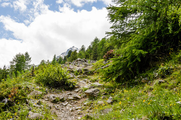 Val Roseg, Piz Roseg, Ova da Roseg, Rosegbach, Rosegtal,  Hochtal, Wanderweg, Alpenrose, Berninagruppe, Bernina, Oberengadin, Murtèl, Corvatsch, Fuorcla Surlej, Alpen, Sommer, Graubünden, Schweiz