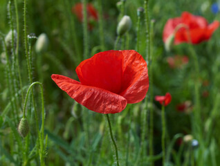 field with red blooming poppies and green leaves on a spring day