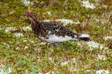 Molting male of Willow Ptarmigan (Lagopus lagopus) in Barents Sea coastal area, Russia