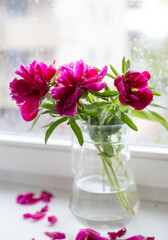 Closeup of pink peonies in glass vase against window. Floral shop concept . Beautiful fresh cut bouquet. Flowers delivery
