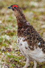 Molting male of Willow Ptarmigan (Lagopus lagopus) in Barents Sea coastal area, Russia