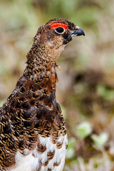 Molting male of Willow Ptarmigan (Lagopus lagopus) in Barents Sea coastal area, Russia