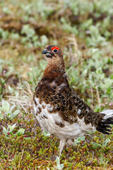 Molting male of Willow Ptarmigan (Lagopus lagopus) in Barents Sea coastal area, Russia