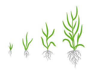 Grass growth stages. Vector infographic clipart. Hand drawn sketch.