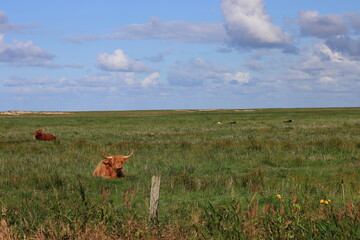 das Galloway Rind