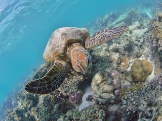 Swimming with sea turtles
