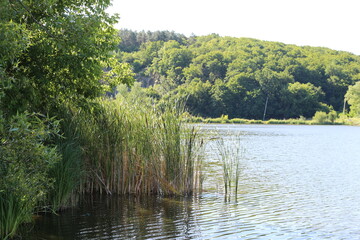 
The green banks of the river are beautiful on a summer day