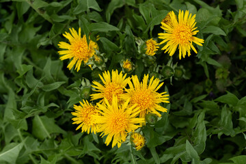 meadow with dandelions on a sunny day. dandelions in spring. flowering dandelions closeup.