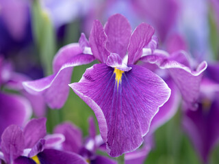 Obraz premium ハナショウブ