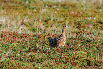 Willow Ptarmigan (Lagopus lagopus) female in Barents Sea coastal area, Russia