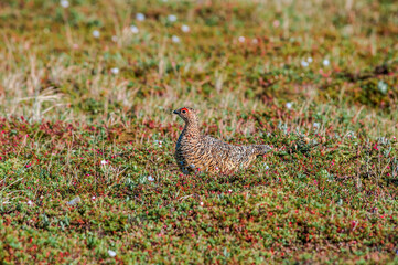 Willow Ptarmigan (Lagopus lagopus) female in Barents Sea coastal area, Russia