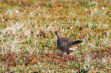 Willow Ptarmigan (Lagopus lagopus) female in Barents Sea coastal area, Russia