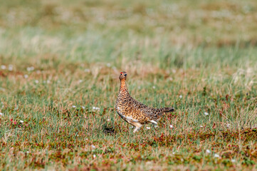 Willow Ptarmigan (Lagopus lagopus) female in Barents Sea coastal area, Russia