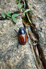 A female stag beetle (Lucanus cervus)