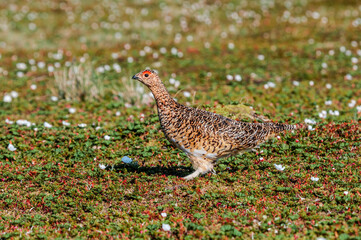 Willow Ptarmigan (Lagopus lagopus) female in Barents Sea coastal area, Russia