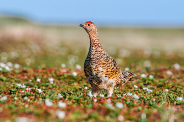 Willow Ptarmigan (Lagopus lagopus) female in Barents Sea coastal area, Russia