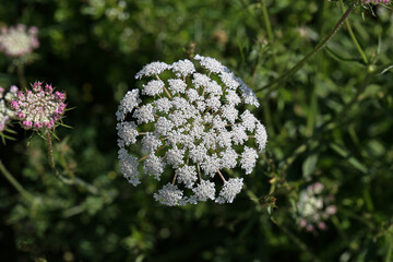 Close-up of a wild carrot growing between grass