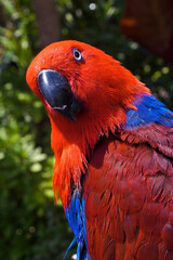Eclectus Parrot (Eclectus roratus) female