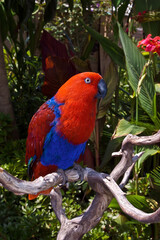 Eclectus Parrot (Eclectus roratus) female